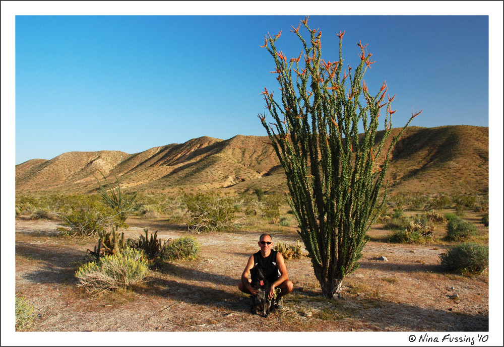 20100326_0113_Ocotillo Cactus (Polly & Paul) JPG