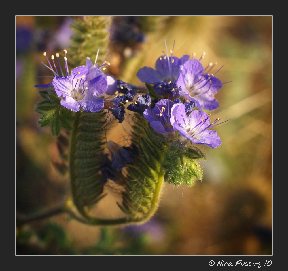 20100326_0117_Blue Phacelia JPG