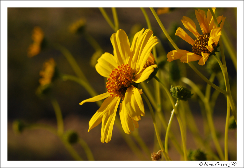 20100327_0138_Brittle Bush Flower JPG