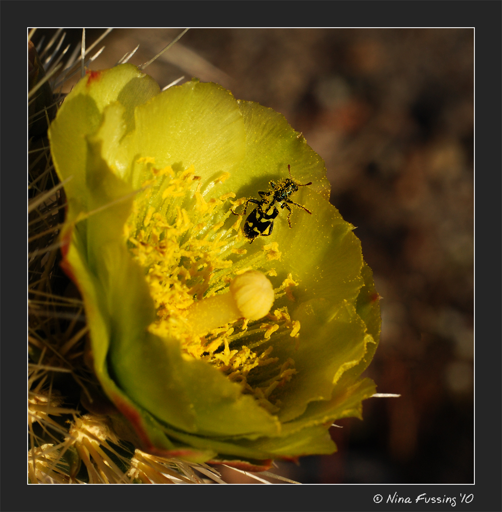 20100328_0148_Buckthorn Cholla Flower JPG
