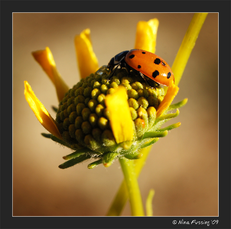 20100404_0256_Ladybird (JPG)
