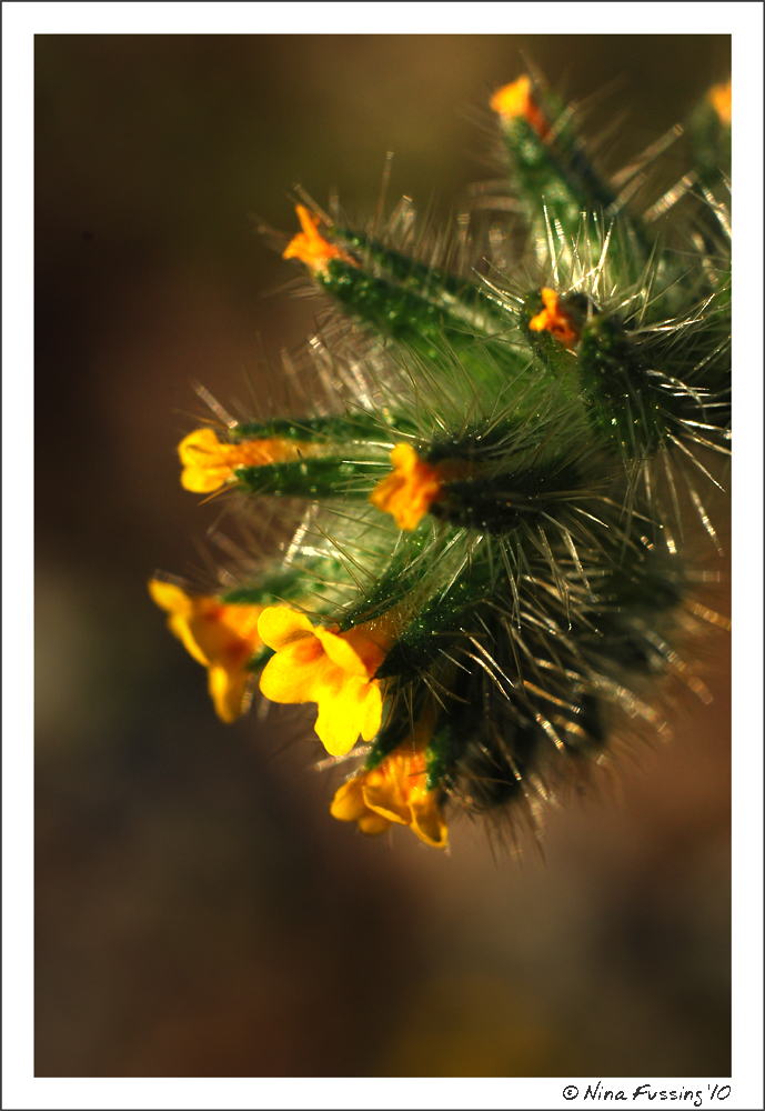 20100404_0260_Fiddleneck Flower Detail (JPG)