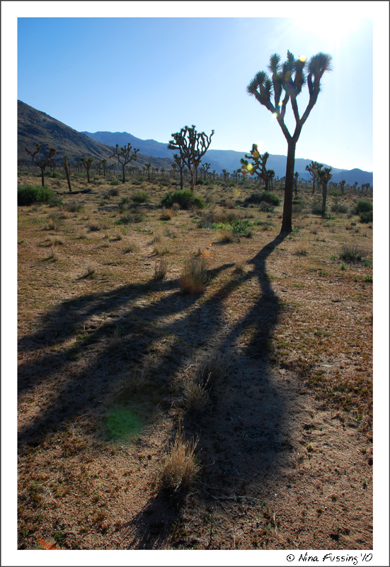 20100413_0355_Joshua Tree (JPG)