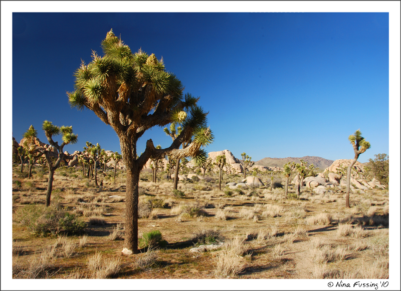 20100413_0360_Joshua Tree (JPG)