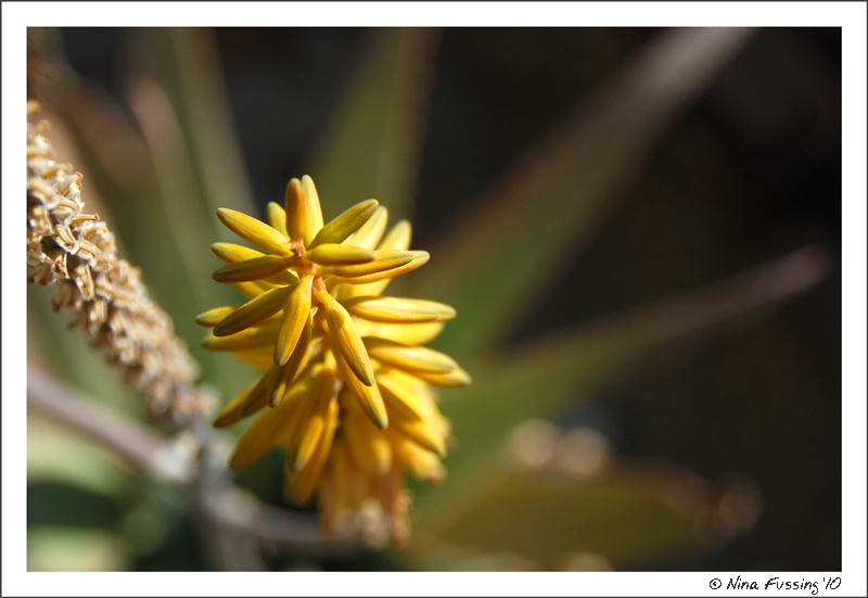 20100414_0344_Desert Aloe (JPG)