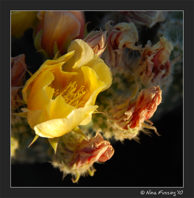 20100430_0488_Prickly Pear Cactus Flower (JPG)