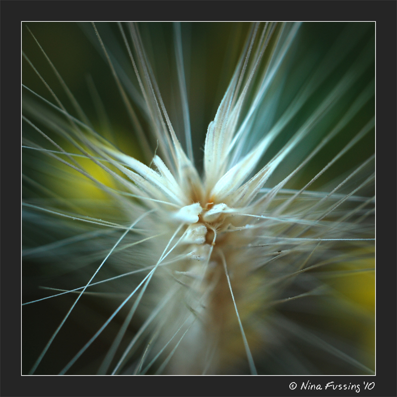 20100430_0499_Foxtail Grass (JPG)