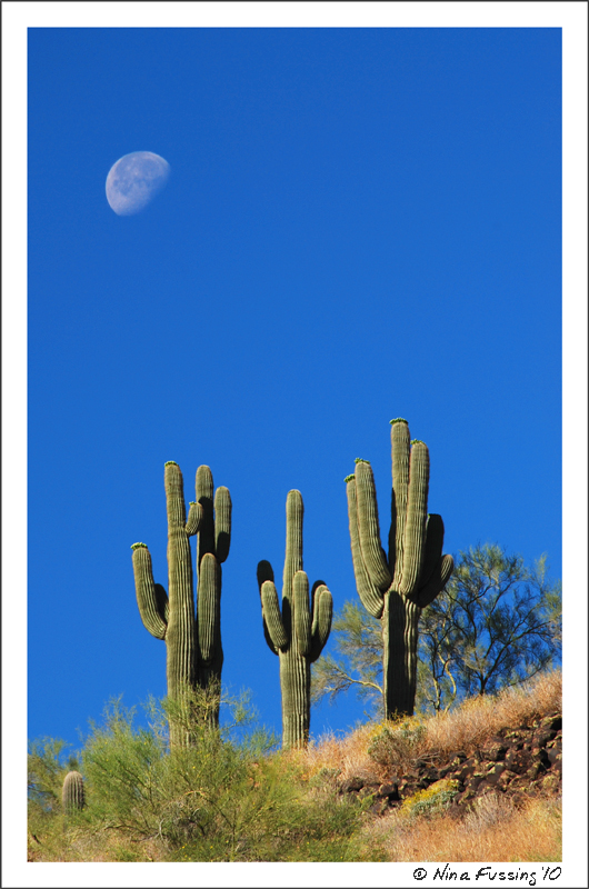 20100503_0561_Moon setting on cactus (JPG)
