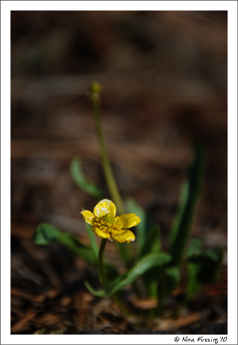 20100504_0567_Munds Park (Flower) (JPG)