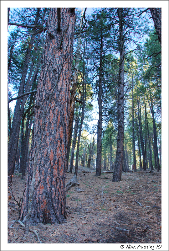 20100507_0648_Coconino Forest (JPG)