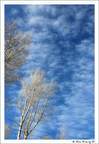 20100509_0668_trees (JPG)