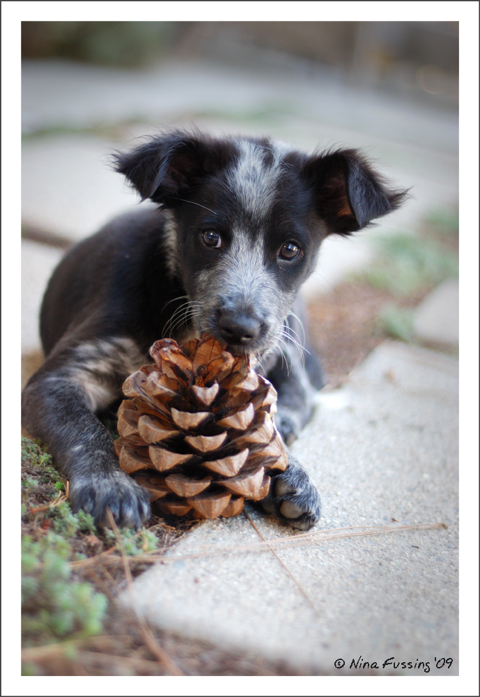 DSC_0119_Polly (JPG2)