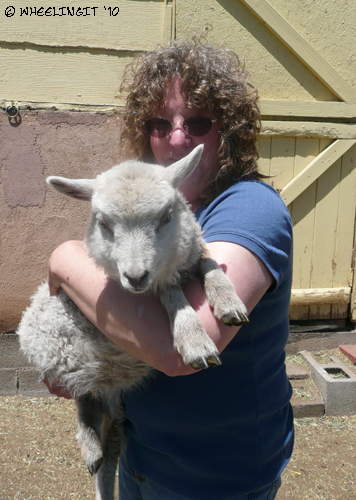 Sheep Thrills Farm1