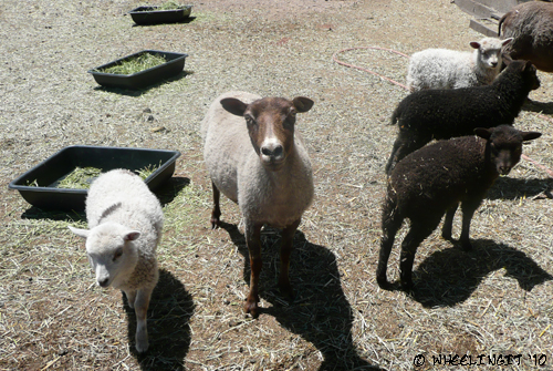 Sheep Thrills Farm2
