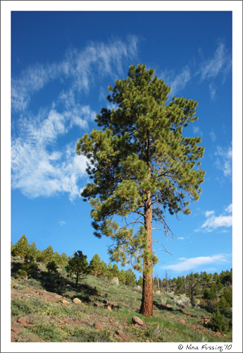 20100604 Singletree Campsite (JPG)