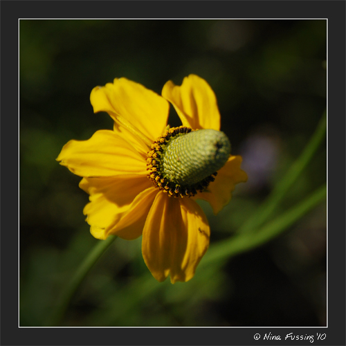 20100629 William F Hayden Park (40) (JPG)