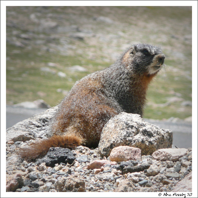 Marmot (JPG)