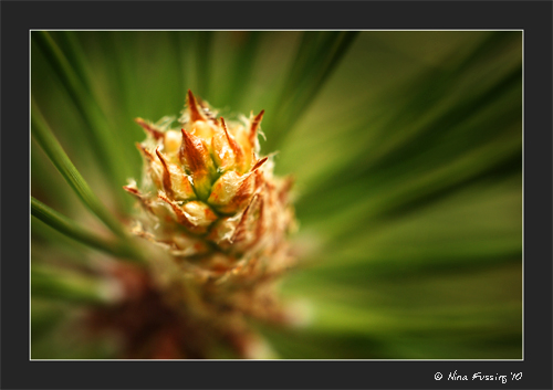 Pinecone (JPG)