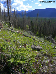 201007 July Arapaho Forest Grand Lake (16) (JPG)