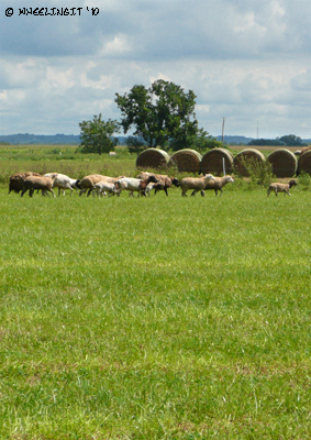 201008 Aug Dakota Harvest Lamb (5) (JPG)