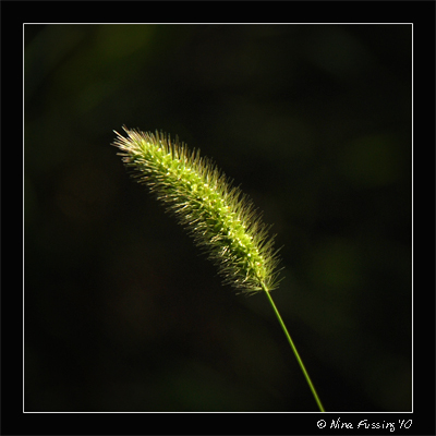 20100819 Waubonisie State Park (52) (JPG)
