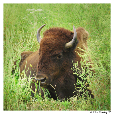 20100912 Elk and Bison Range (39) (JPG)