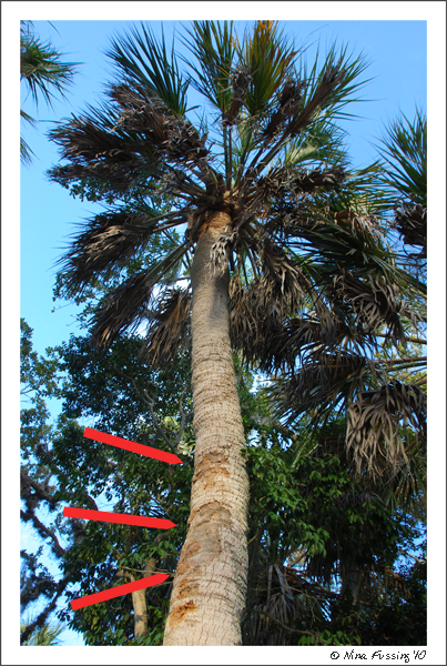 Tree Damage