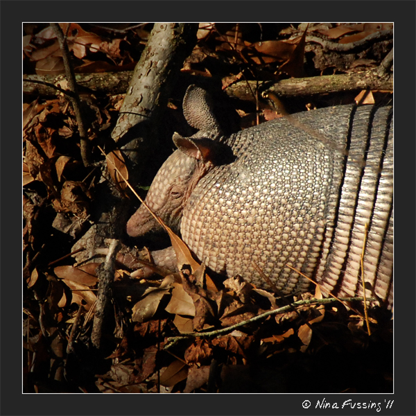 20110126 Armadillo (JPG)