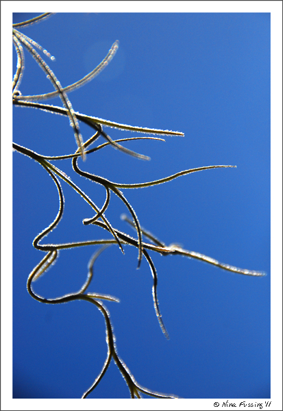 20110126 Spanish Moss Alight (13) (JPG)