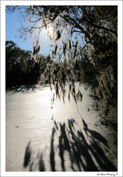 20110128 Spanish Moss (JPG)