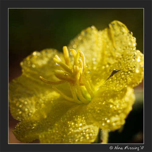 20110130 Alafia River SP (20) (JPG)