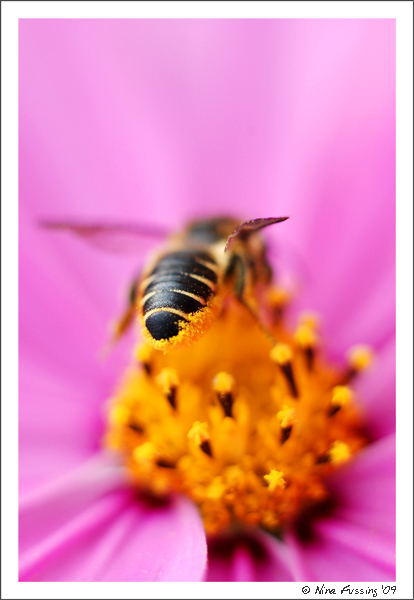June Bees (JPG2)