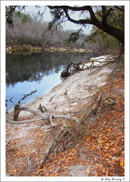201102 Feb Suwanee River SP Hike (4) (JPG)