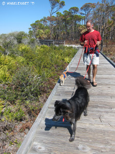 Walking Polly and Taggart on the campground boardwalk