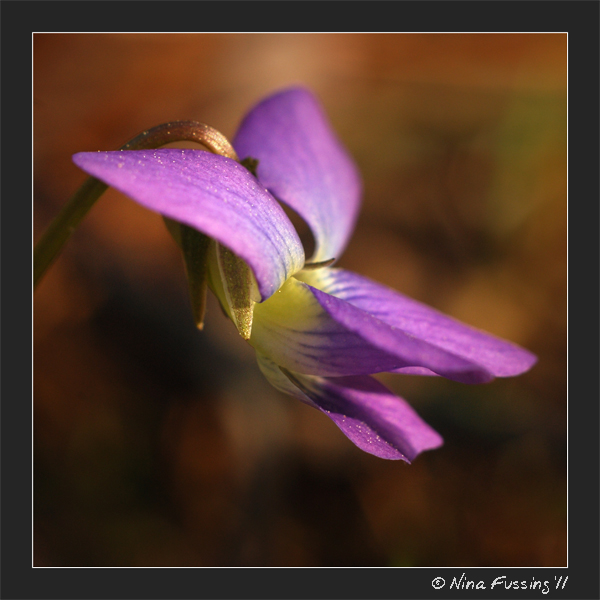 20110311 Sam Houston NF (JPG)