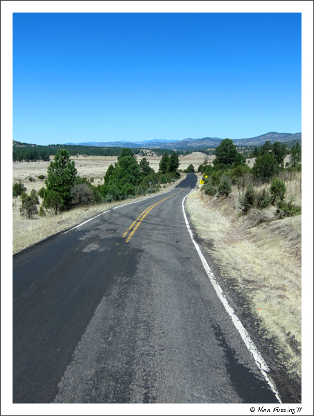 201104 Apr Gila Forest (1) (JPG)