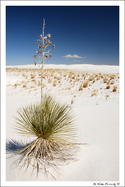 20110419 White Sands Monument (68) (JPG)