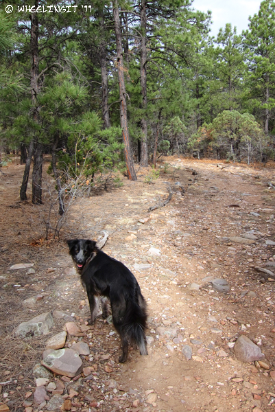 C-20110516 Manzano Mountains NM (8) (JPG)