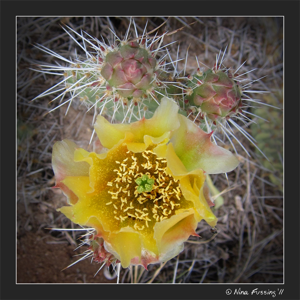 C-20110601 Orilla Verde NM (15) (JPG)