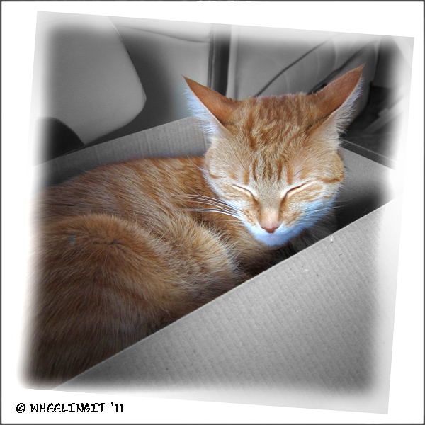 C-20110602 Cat in a Box (JPG)