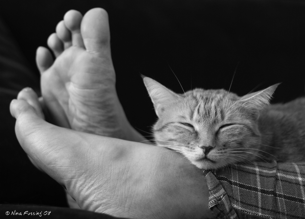 Footrest (JPG)