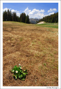 Gorgeous Wolf Creek Pass