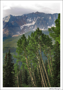 Aspen Trees frame the mountains on Lizard Head Trail