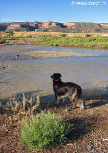 Looking across the Colorado River and into the Colorado National Monument at Fruita Section of the James M Robb Park