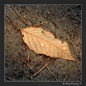N-20110915 Leaf (JPG2)