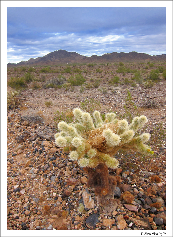 C-20111121 Quartzsite (JPG)