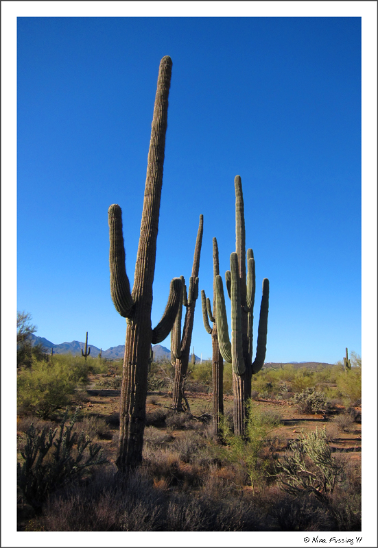C-20111122 McDowell Mtn Park (48) (JPG)