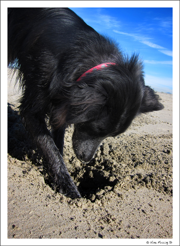 C-20120105 Ocean Beach Dog Beach (44) (JPG)