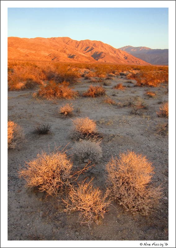 C-20120131 Borrego Boondocking (6) (JPG)