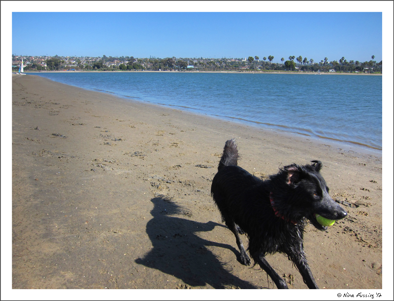C-20120223 Fiesta Island (17) (JPG)